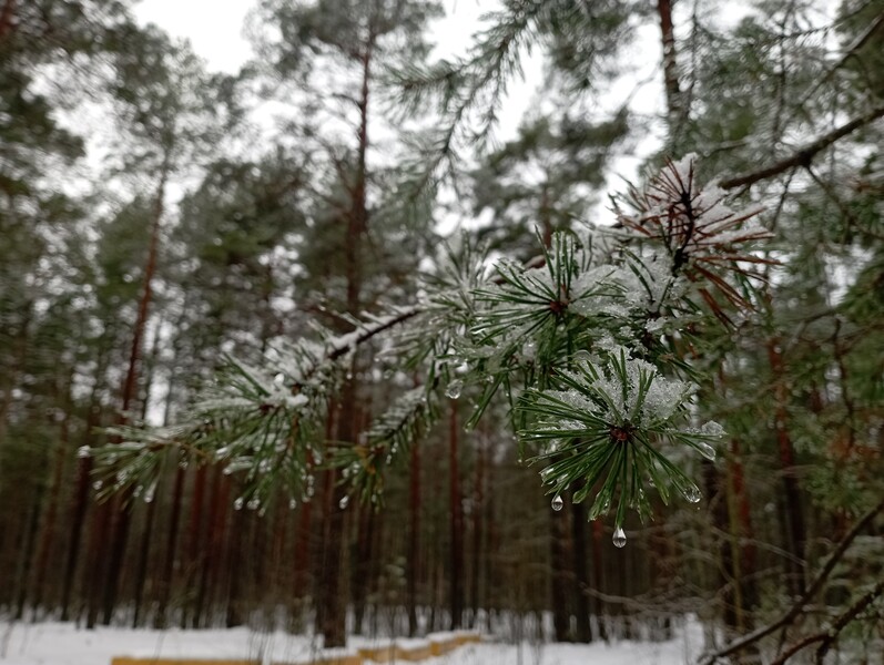 Морозный лес прогулка сосна парень